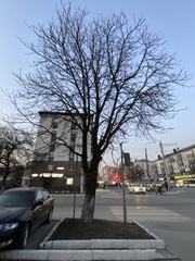 Aesculus hippocastanum