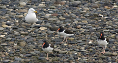 Haematopus palliatus