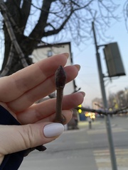 Aesculus hippocastanum