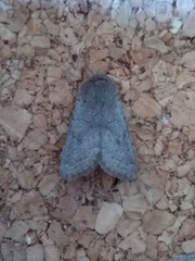 Orthosia populeti