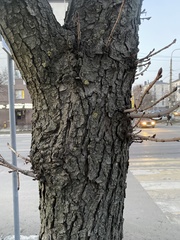 Aesculus hippocastanum