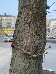 Aesculus hippocastanum