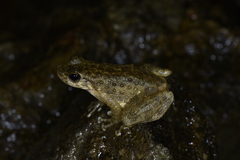 Amolops wuyiensis