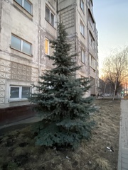 Picea