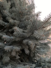 Picea
