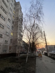 Betula pendula