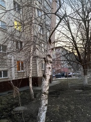 Betula pendula