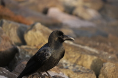 Corvus macrorhynchos japonensis
