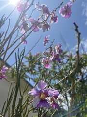 Papilionanthe