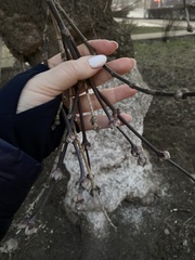 Acer negundo