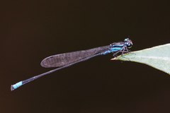 Acanthagrion trilobatum