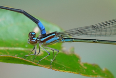 Acanthagrion trilobatum