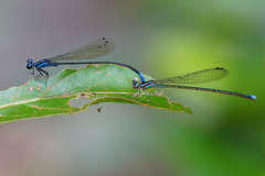 Acanthagrion trilobatum