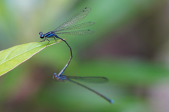 Acanthagrion trilobatum