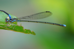 Acanthagrion trilobatum