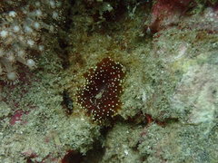 Isactinia citrina
