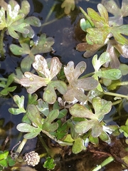 Ranunculus fuegianus