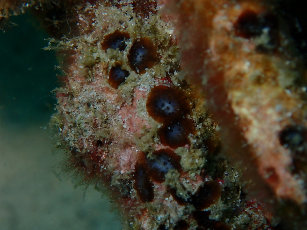 Blue-eyed boring sponge