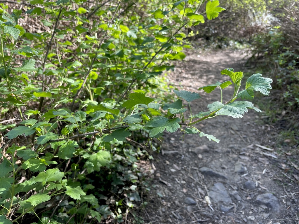 Straggle bush from tilden nature area kensington ca us on march 24