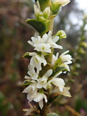 Fernandezia