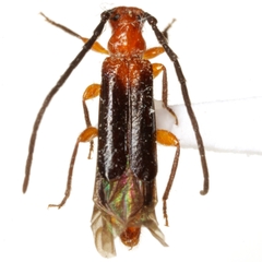 Nathriobrium methioides