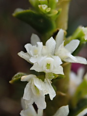 Fernandezia