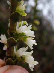 Fernandezia