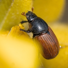 Aphodius fimetarius