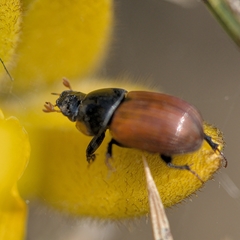 Aphodius fimetarius