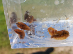 Cyzicus californicus