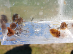Cyzicus californicus