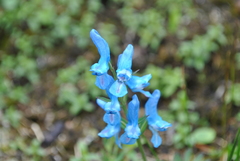 Corydalis pachycentra