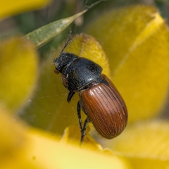 Aphodius fimetarius