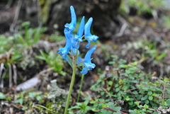 Corydalis pachycentra