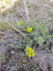 Lomatium papilioniferum