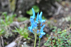 Corydalis pachycentra