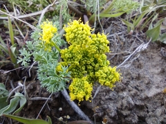 Lomatium papilioniferum