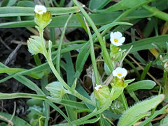 Plagiobothrys greenei