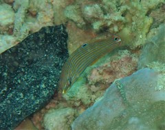 Halichoeres chrysotaenia