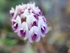 Trifolium grayi