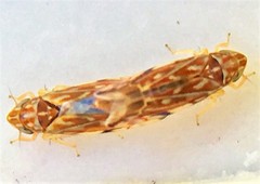 Erasmoneura variabilis