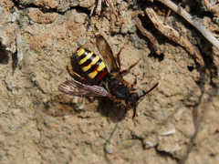 Nomada leucophthalma
