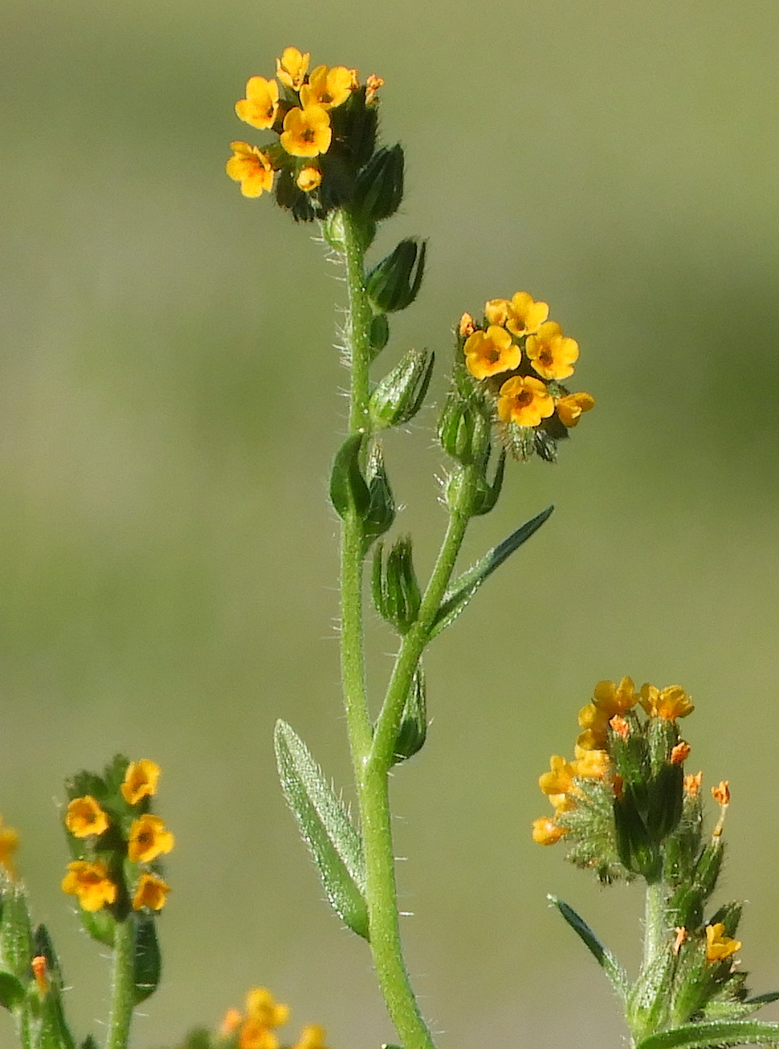 Amsinckia menziesii
