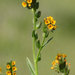 Common Fiddleneck - Photo (c) Mary K. Hanson, some rights reserved (CC BY), uploaded by Mary K. Hanson