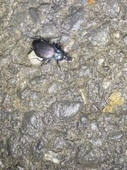Sphaeroderus stenostomus