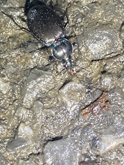 Sphaeroderus stenostomus