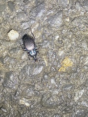 Sphaeroderus stenostomus