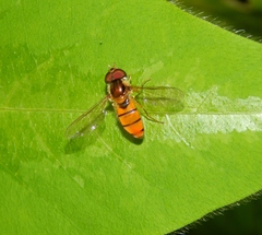 Episyrphus trisectus