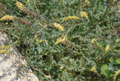 Corydalis ophiocarpa