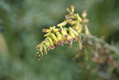 Corydalis ophiocarpa